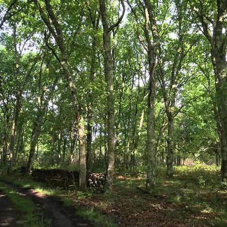 Вилла Spa Et Detente Au Coeur De La Foret Des Landes - 3 Etoiles Luglon Экстерьер фото