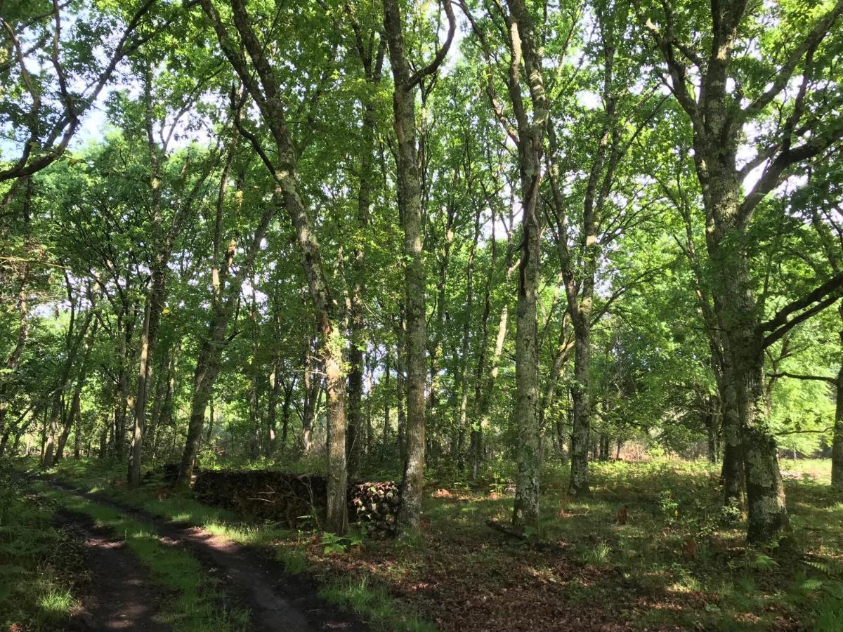 Вилла Spa Et Detente Au Coeur De La Foret Des Landes - 3 Etoiles Luglon Экстерьер фото